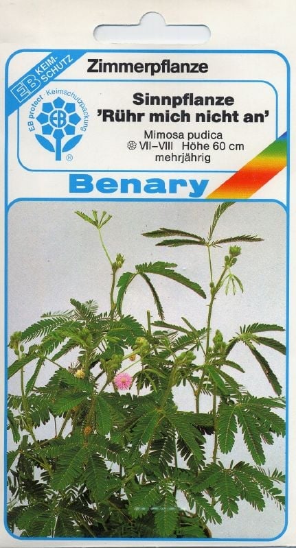 Mimosa pudica, Mimose Rühr-mich-nicht-an:Mimosa pudica, Mimose.jpg
