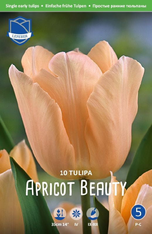 Tulpe EFT Apricot Beauty 12/+ Tulpe EFT Apricot Beauty 12/+:Tulpe EFT Apricot Beauty 12/+.jpg
