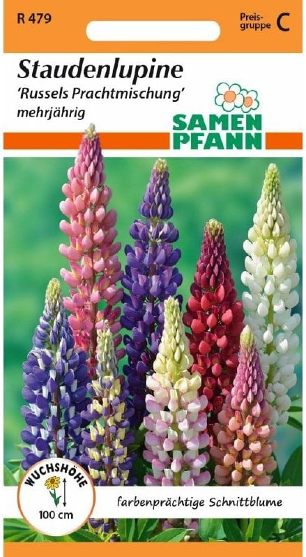 Lupinus Russel Hybr.Mix, Lupine Lupine Russels Hyb.:Lupinus Russel Hybr.Mix, Lupine.jpg
