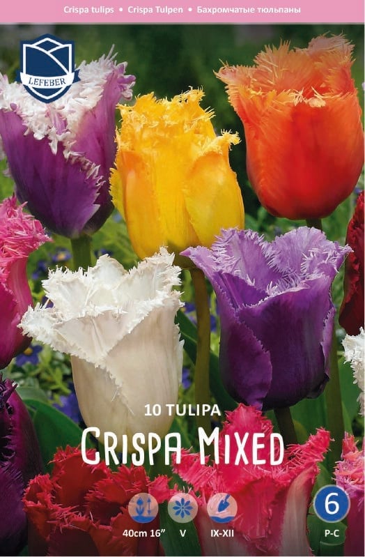 Tulpe gefranst Prachtmischung 11/12 Tulpe gefranst Prachtmischung 11/12:Tulpe gefranst Prachtmischung 11/12.jpg