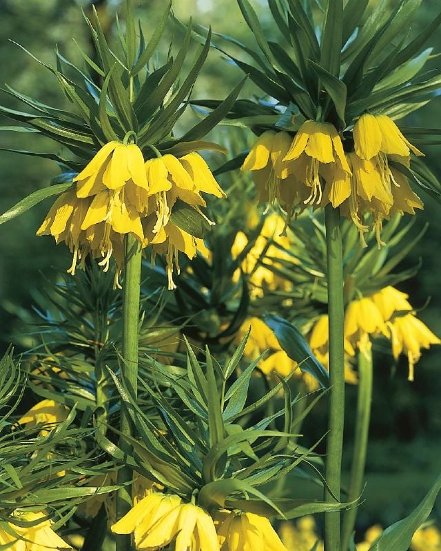 Fritillaria imp. Lutea 20/24 Kaiserkrone Lutea 20/24:Fritillaria imp. Lutea 20/24.jpg