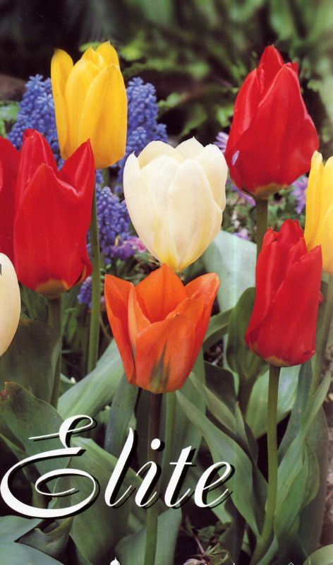 Tulpe Kaiserparade 11/12 Tulpe Kaiserparade 11/12:Tulpe Kaiserparade 11/12.jpg