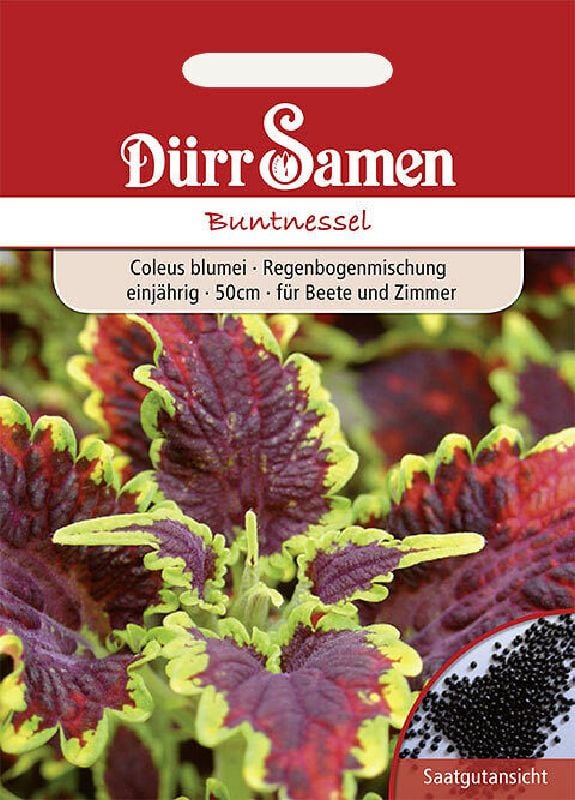Coleus blumei Prachtmischung Buntnessel:Coleus blumei Prachtmischung.jpg