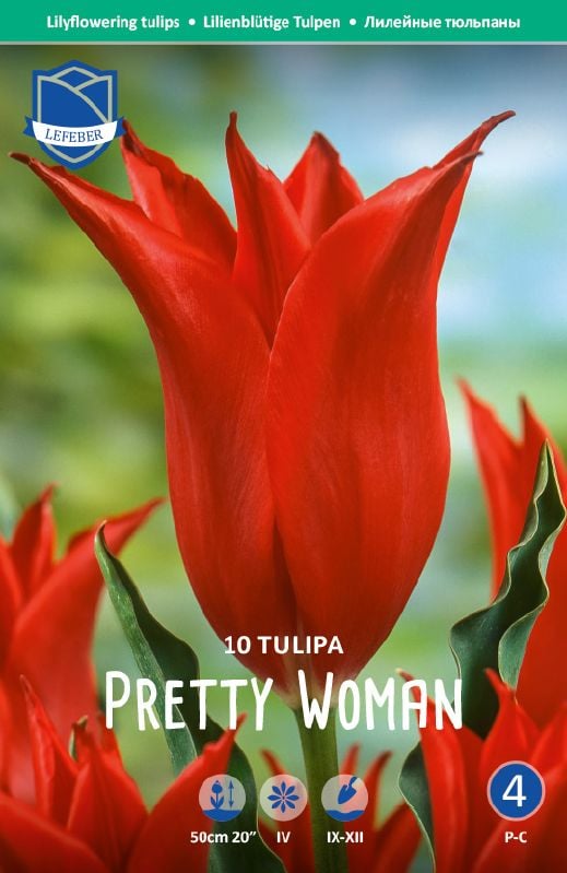 Tulpe lilienblütige Pretty Woman 12/+ Tulpe lilienblütige Pretty Woman 12/+:Tulpe lilienblütige Pretty Woman 12/+.jpg
