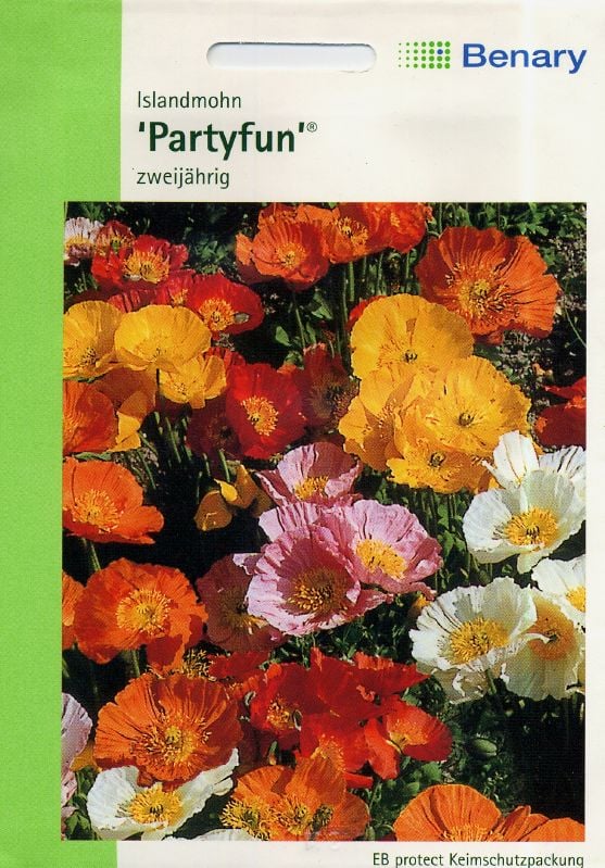 Papaver nudic. Islandmohn Partyfun Islandmohn Partyfun:Papaver nudic. Islandmohn Partyfun.jpg