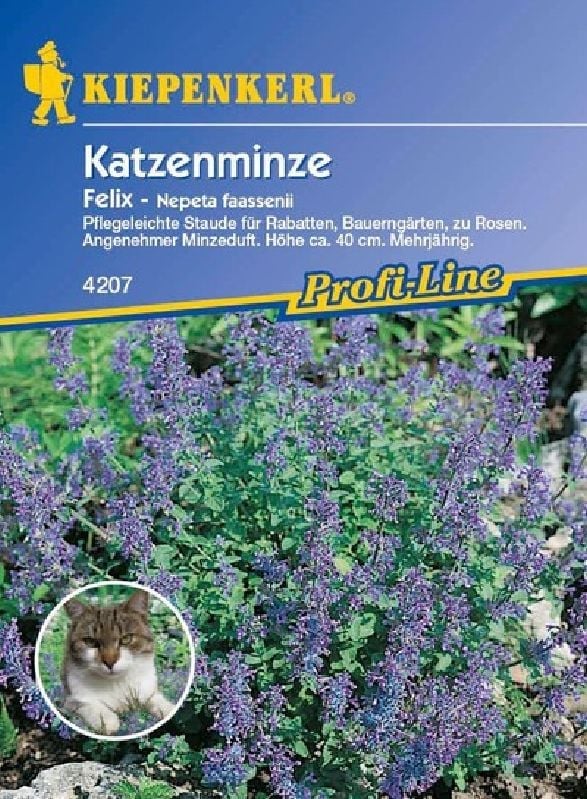 Nepeta faassenii, Katzenminze Katzenminze:Nepeta faassenii, Katzenminze.jpg