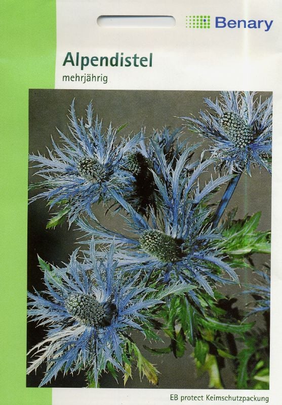 Alpenbl. Eryngium alp. Superbum Edeldistel, Mannstreu:Alpenbl. Eryngium alp. Superbum.jpg