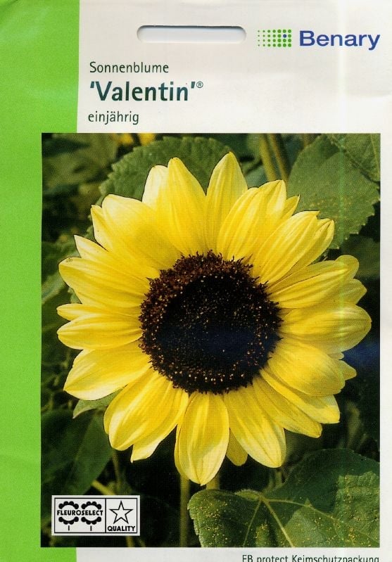 Helianthus annuus Valentin Sonnenblume Valentin:Helianthus annuus Valentin.jpg