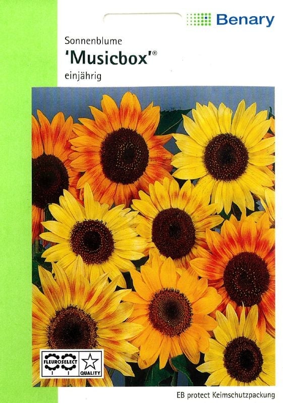 Helianthus annuus Musicbox Sonnenblume Musicbox:Helianthus annuus Musicbox.jpg