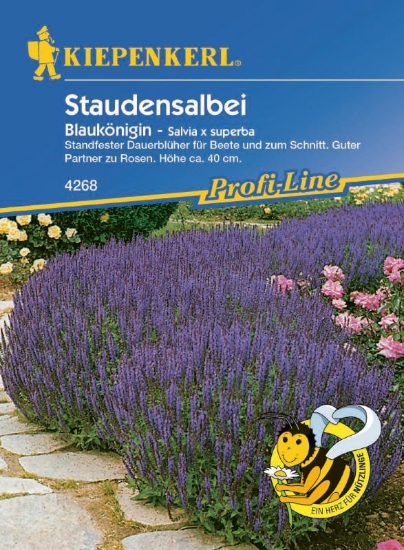 Salvia superba Blaukönigin Stauden Salbei Blaukönigin:Salvia superba Blaukönigin.jpg