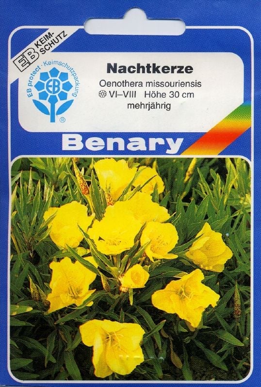 Oenothera miss., Nachtkerze Polster Nachtkerze:Oenothera miss., Nachtkerze.jpg