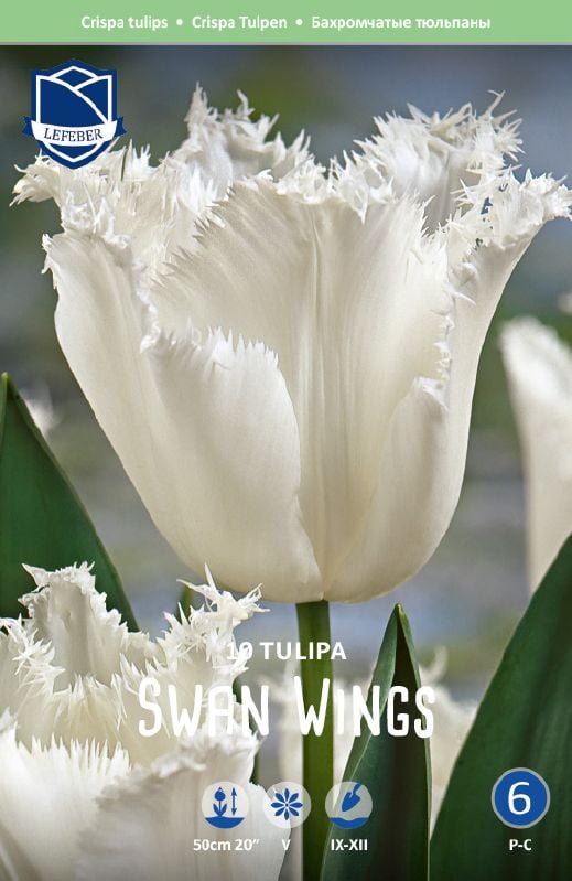 Tulpe gefranst Swan Wings Gr. 11/12 Tulpe gefranst Swan Wings Gr. 11/12:Tulpe gefranst Swan Wings Gr. 11/12.jpg