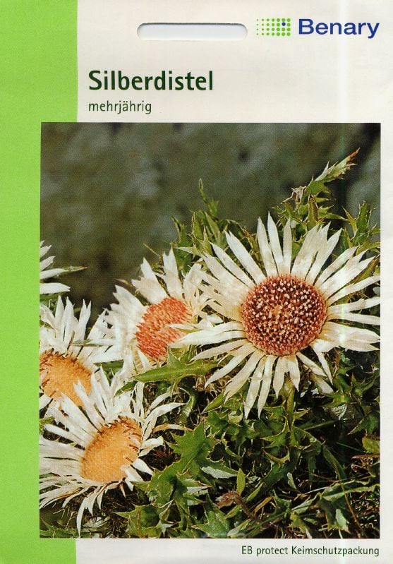 Carlina acaulis Silberdistel Silberdistel:Carlina acaulis Silberdistel.jpg