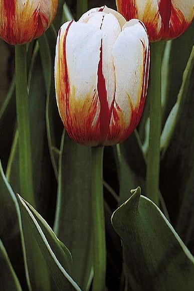 Tulpe Triumph Happy Generation