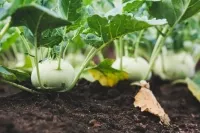 Mehrere hellgrüne Kohlrabi wachsen im Beet, teilweise sichtbar über der dunklen Erde mit ausgebreiteten Blättern