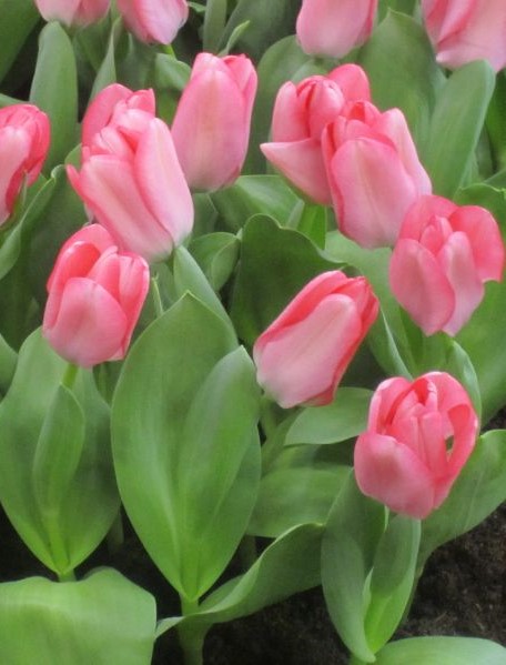 Tulpe Fosteriana "Sweet Sixteen" (Größe 11/12)