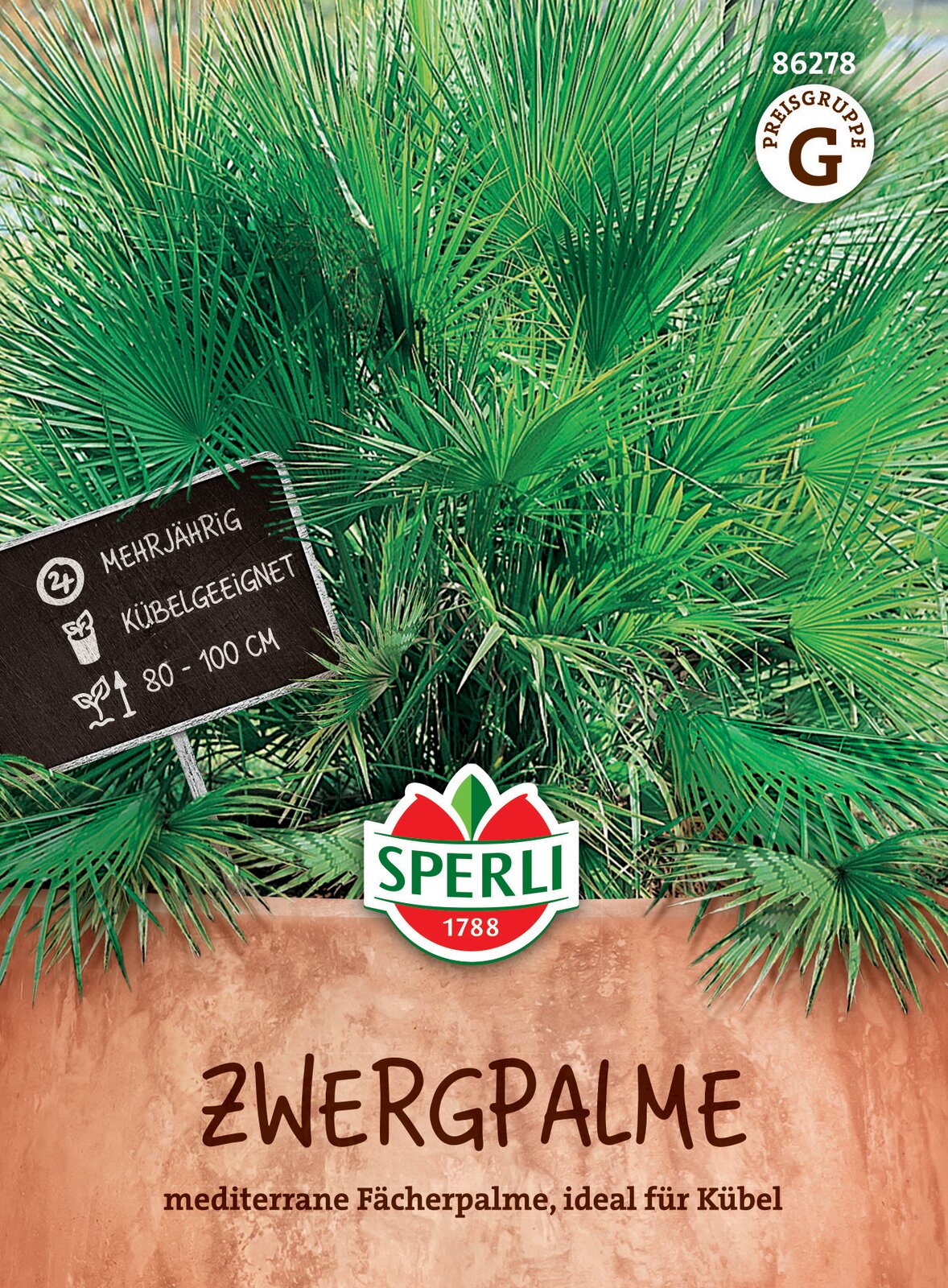 Zwergpalme Chamaerops humilis