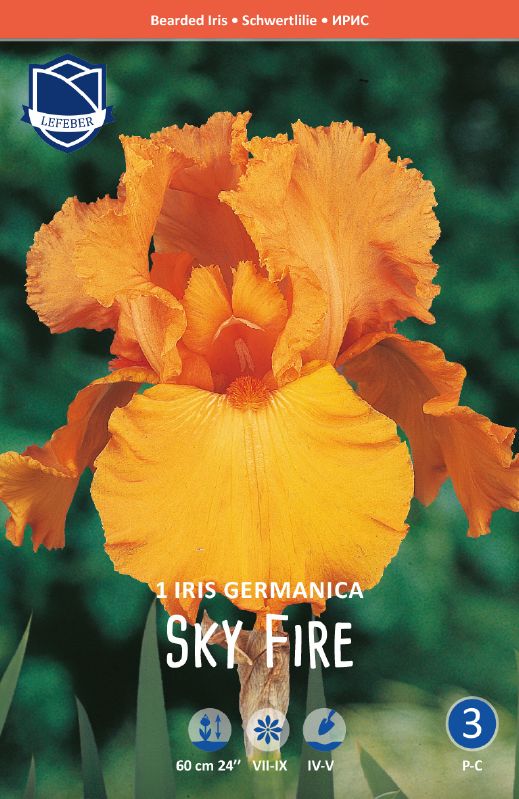 Iris germanica, orange