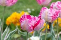 Rosa Papageien-Tulpe mit geflammten Blütenblättern
