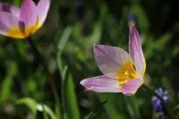 Zartrosa Wildtulpe mit gelber Blütenmitte im Gras