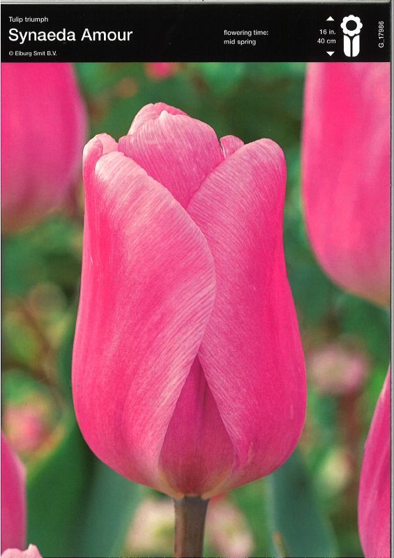 Triumph-Tulpe ‘Synaeda Amor’