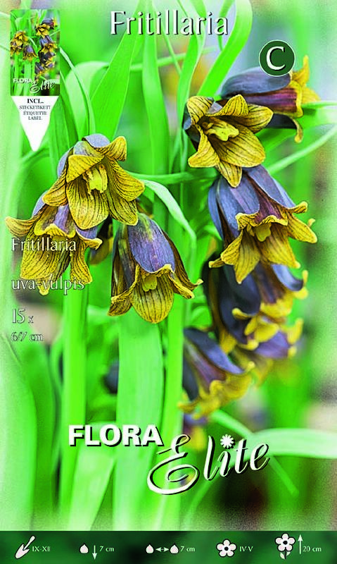 Fuchstraube, Glockenlilie