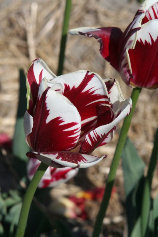 Tulpe Triumph Grand Perfection