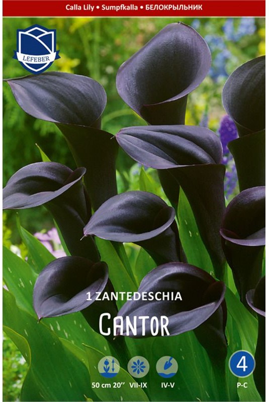 Zantedeschia Calla lila 16/18
