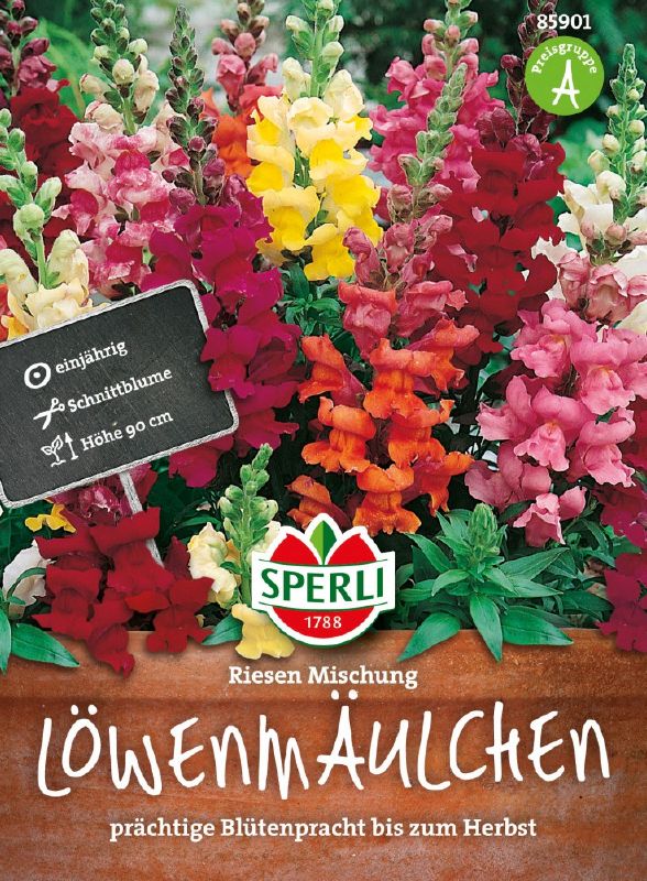 Löwenmaul Riesen Prachtmischung