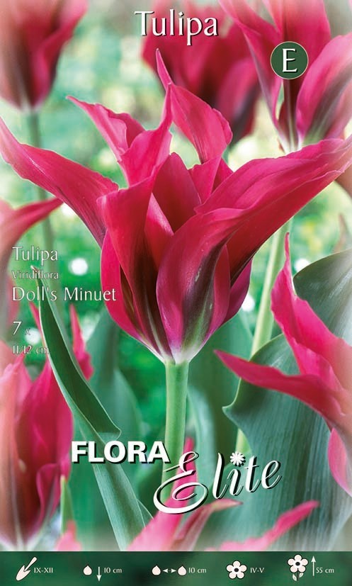 Tulpe Viridiflora Doll's Minuet 11/12