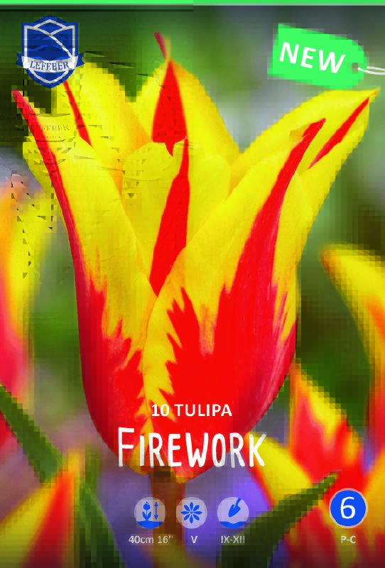 Tulpe lilienblütige Firework