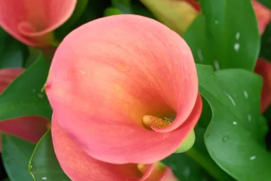 Sommerblühende Calla während ihrer Blütezeit