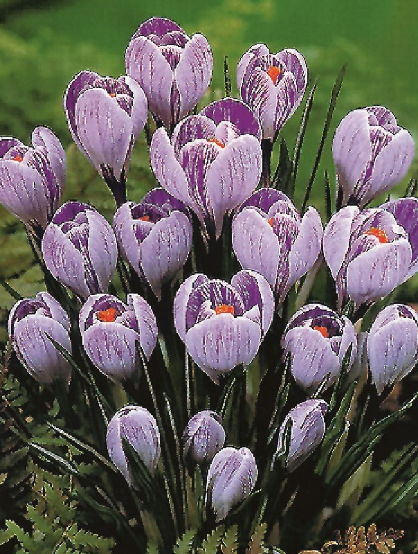 Krokus Pickwick 9/10