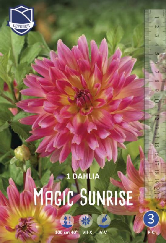 Dahlie Schmuck Magic Sunrise