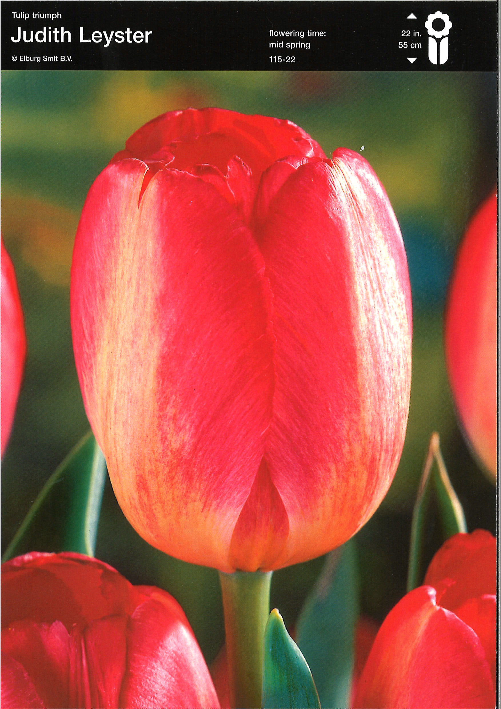 Tulpe Triumph Judith Leyster