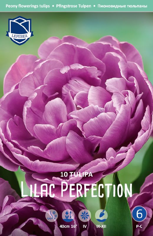 Tulpe gef. späte  Lilac Perfection 12+