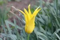 Gelbe lilienblütige Tulpe mit spitzen Blütenblättern