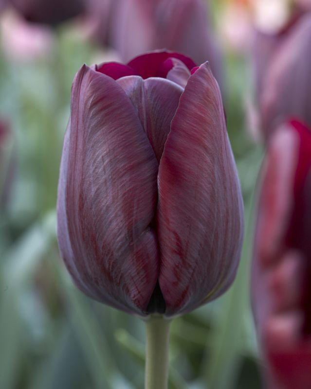 Tulpe Triumph Ronaldo