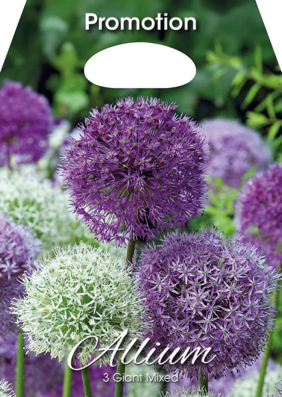Allium Giant Mischung