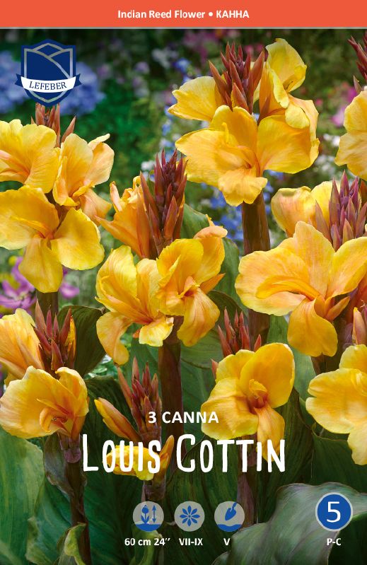 Canna Louis Cottinl 3 St