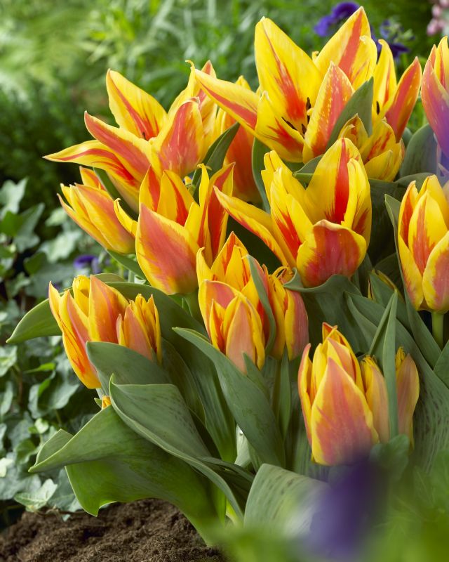 Tulpe Greigii Winnipeg - Produktbild 1