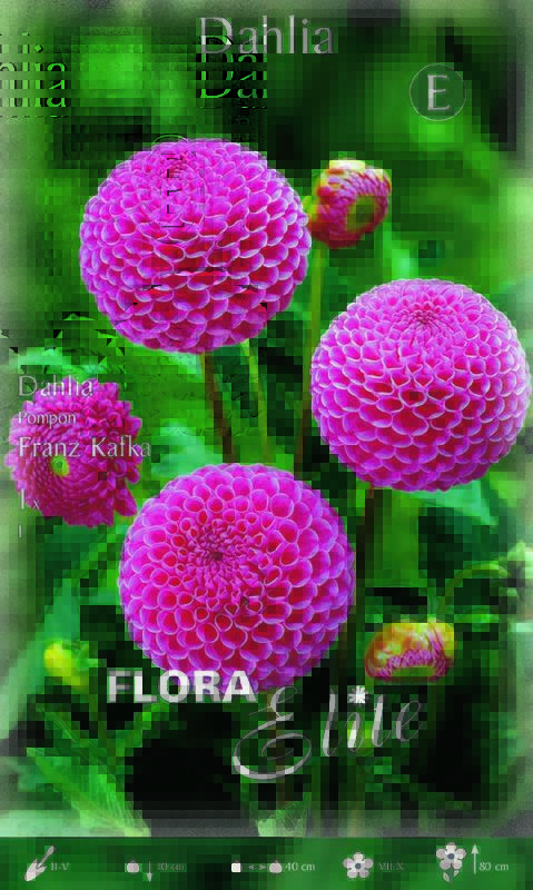 Dahlie Pompon Franz Kafka