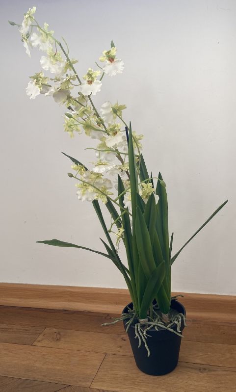 Oncydie im Topf weiß 75 cm - Produktbild 1