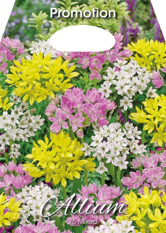 Allium niedrige Mischung
