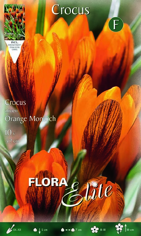 Crocus olivieri Orange Monarch