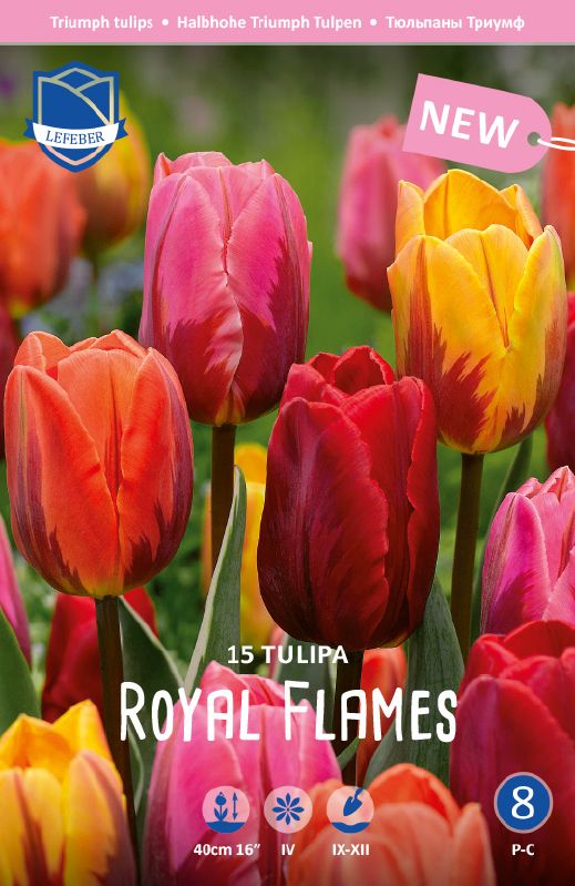 Tulpe Royal Flames 12/14 - Produktbild 1
