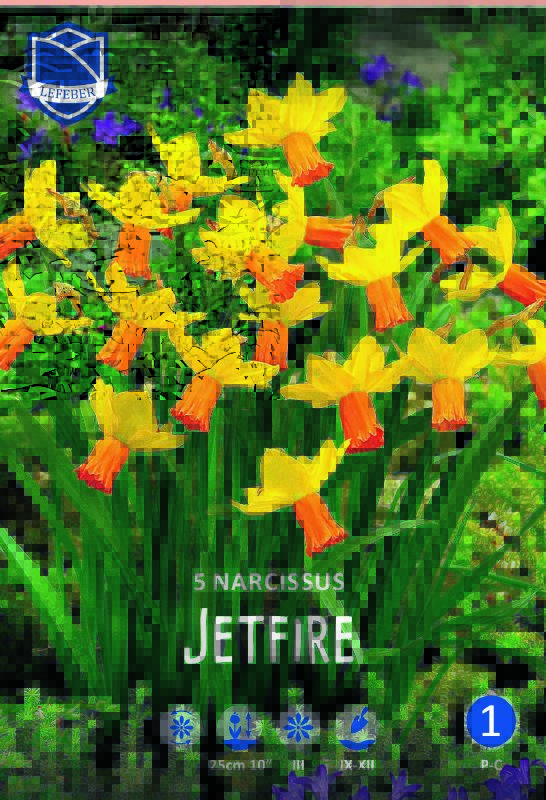 Narzisse Jetfire 12/+