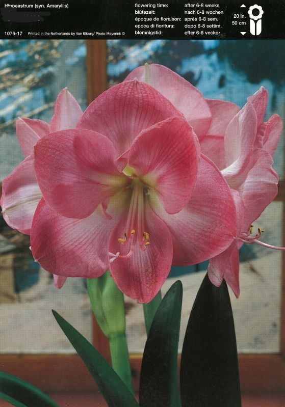 Amaryllis ‘Rosalie’