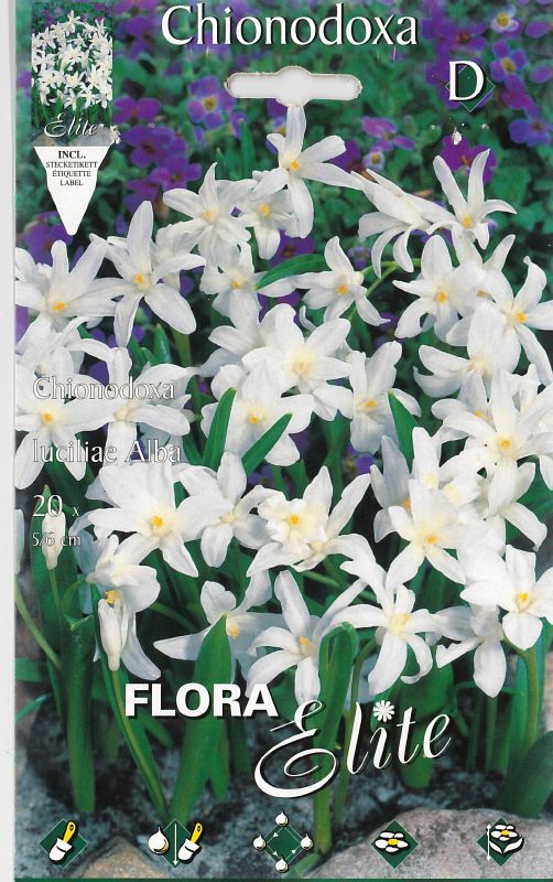 Chionodoxa luc. alba 5/+