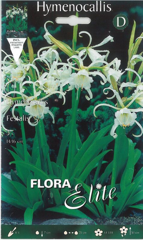 Hymenocallis Festalis